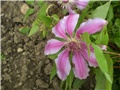 clematis
